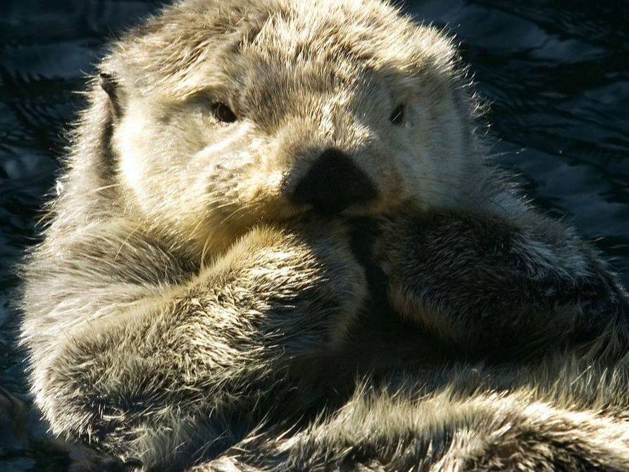 All About Sea Otters